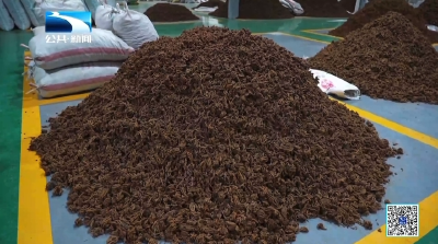 恩施利川：苦黄连种出百姓生活“甜日子”