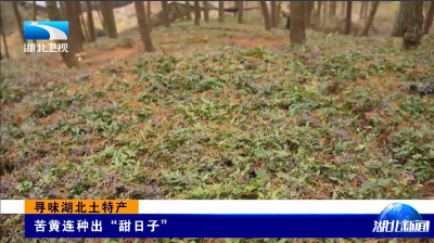 寻味湖北土特产 | 苦黄连种出“甜日子”