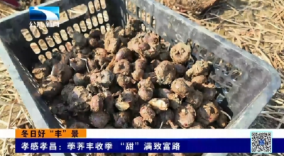 孝感孝昌：荸荠丰收季 “甜”满致富路