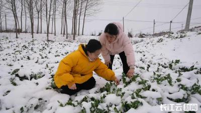 襄阳宜城：农技专家踏雪下田“开良方”  全力筑牢冬季农业生产“防护网”