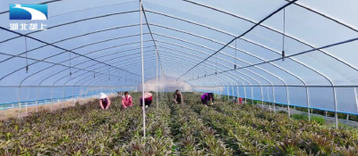 荆门沙洋：大棚四季丰产 “莴笋+水果”轮作不断档