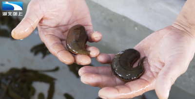 宜昌长阳：返乡养蚂蟥 走出“蛭”富路