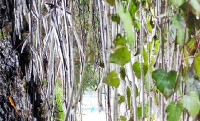 湖北竹山现“冰帘幽梦”奇观