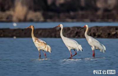 湖北2026越冬水鸟调查启动 120处湿地见证万鸟翔集