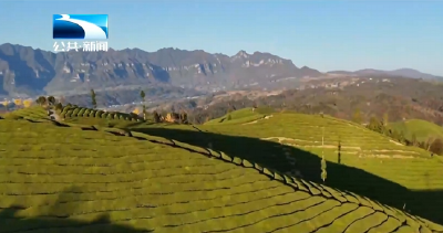 “荆”彩市州丨政企合力破局 恩施鹤峰茶香飘海外