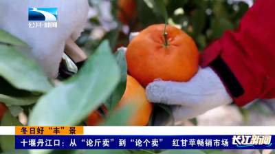 十堰丹江口：从“论斤卖”到“论个卖” 红甘苹畅销市场