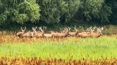 《在江豚麋鹿保护区 见证生命奇迹》