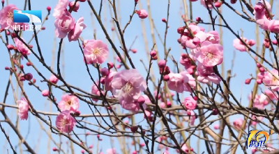 “三九”暖如春 湖北樱花梅花竞相开