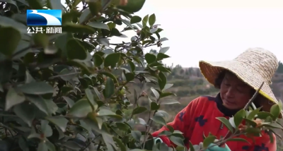 “荆”彩市州丨低效林改造 老油茶园焕发新生机