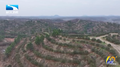 改良种 扩规模  湖北油茶冬管忙