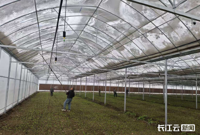 武汉全力筑牢农业生产“防寒墙”