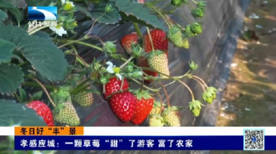 孝感应城：一颗草莓“甜”了游客 富了农家