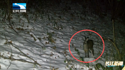 人与自然｜国家一级保护动物林麝频现长阳崩尖子保护区