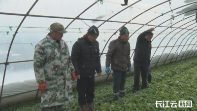 广水：风雪之中护丰年