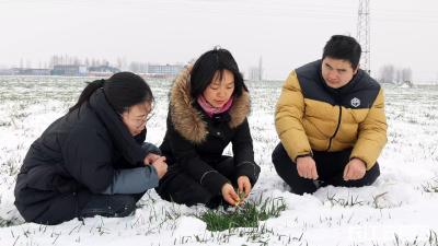 襄阳宜城：雪后“农技”一线忙 田间地头送“准招”
