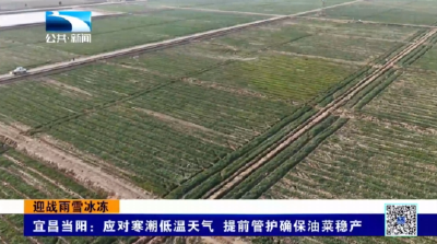 宜昌当阳：应对寒潮低温天气 提前管护确保油菜稳产