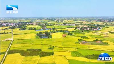 2026年1月7日湖北新闻