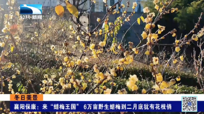 襄阳保康：来“蜡梅王国” 6万亩野生蜡梅到二月底犹有花枝俏