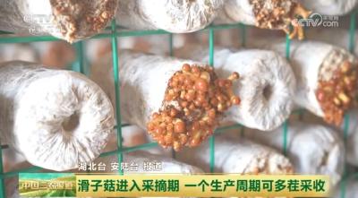 湖北安陆又上央视了！