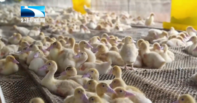 “荆”彩市州丨黄石阳新：小小“土特产” 致富“金名片”