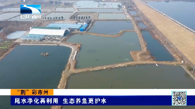 “荆”彩市州 | 荆门沙洋：尾水净化再利用 生态养鱼更护水