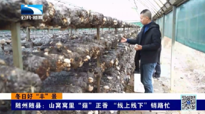 随州随县：山窝窝里“菇”正香 “线上线下”销路忙