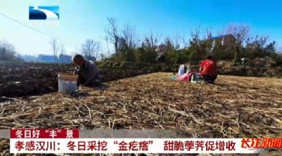 孝感汉川：冬日采挖“金疙瘩” 甜脆荸荠促增收