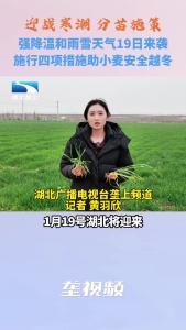 应对寒潮天气 施行四项措施助小麦安全越冬