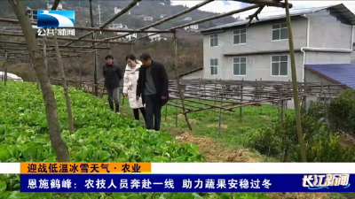 迎战低温冰雪天气·农业 | 恩施鹤峰：农技人员奔赴一线 助力蔬果安稳过冬