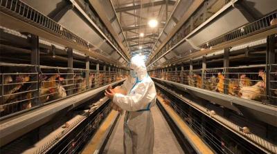 湖北农发：创新蛋鸡饲料定制模式 串起禽蛋产业增值链