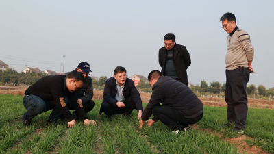 湖北：迎战寒潮保生产  农技专家为小麦越冬“分苗开方”