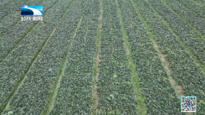 2026年1月7日长江新闻