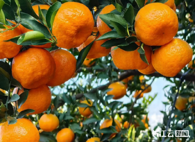 十堰丹江口龙山镇椪柑迎来丰收季