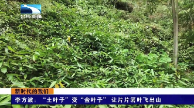 李方波：“土叶子”变“金叶子”   让片片箬叶飞出山