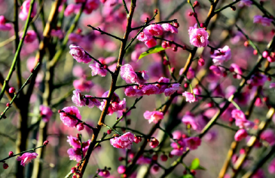 襄阳南漳：初绽的红梅