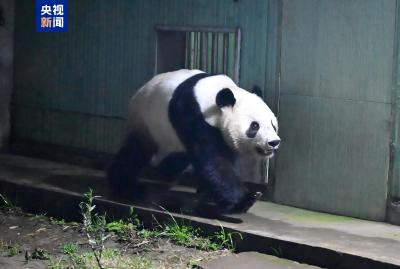 大熊猫“晓晓”“蕾蕾”入住中国大熊猫保护研究中心雅安基地