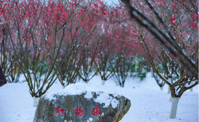 襄阳南漳：快来打卡，这份冬日“梅”景别错过！