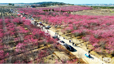 湖北孝昌：千亩梅园竞芬芳  花海经济赋能乡村振兴