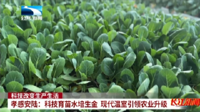 孝感安陆：科技育苗水培生金 现代温室引领农业升级