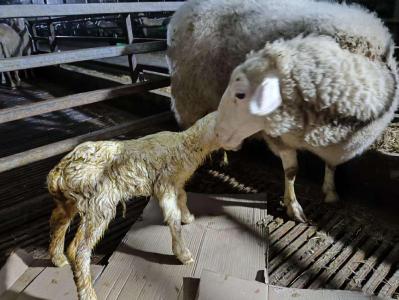 初生重7公斤！ 湖北肉羊杂交组合技术获新突破