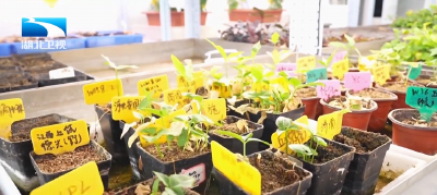 探秘“71020”·高校黑科技 | 湖北中医药大学：给道地药材装上“中国芯”