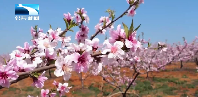 新时代的我们 | 村支书42年坚守 黄土岗变身“桃花源”