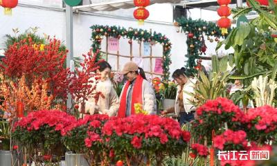 襄阳宜城：春节近 花卉俏 花市年味浓