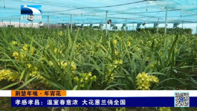 孝感孝昌：温室春意浓 大花蕙兰俏全国