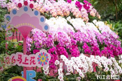 兰花茶梅郁金香桃花竞放 武汉植物园23℃花屋邀您温暖过年