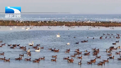 2026年2月2日湖北十分