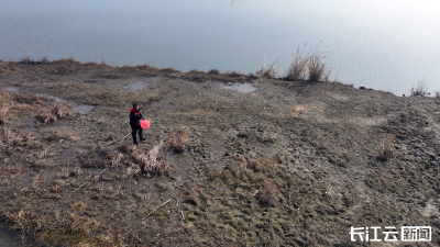 襄阳宜城：人工投喂食物 解决候鸟“粮荒”