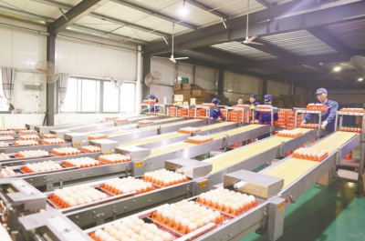 一枚“浠水鸡蛋”的“链”式跃迁 ——5位一线奋斗者讲述创新与实践的故事