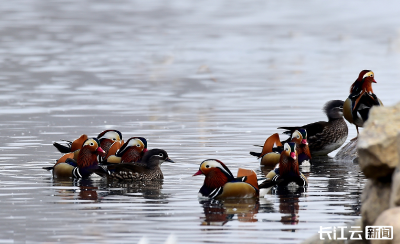 生灵欢歌：鸳鸯画出的南漳冬日诗篇