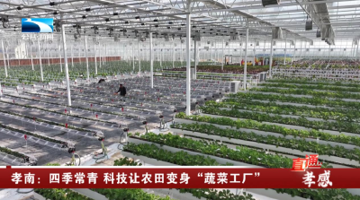 孝感孝南：四季常青 科技让农田变身“蔬菜工厂”
